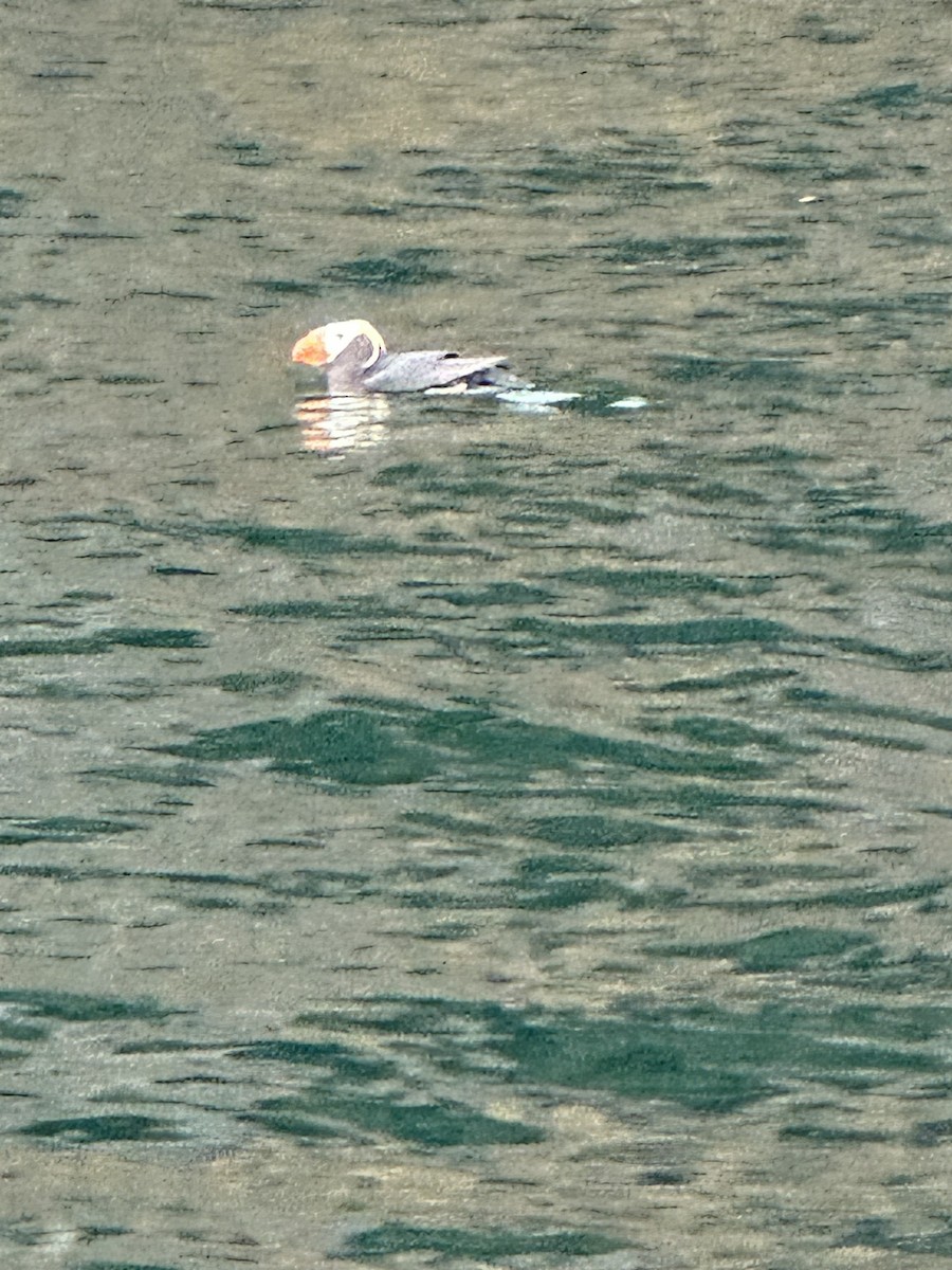 Tufted Puffin - ML640104045