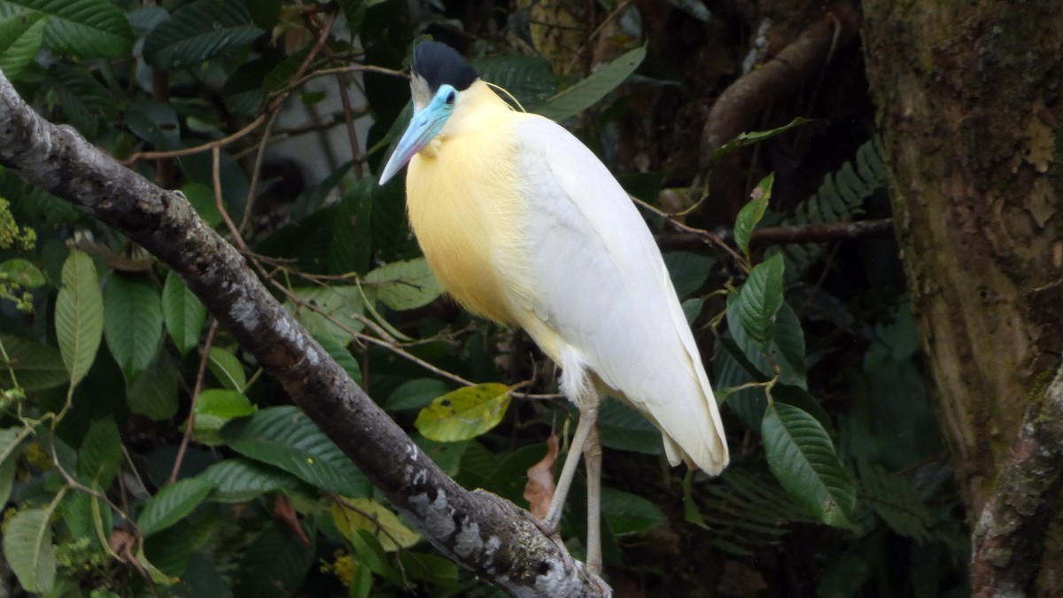 Capped Heron - ML640104046