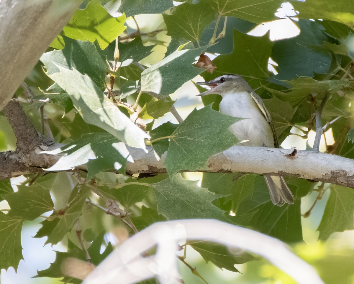 rødøyevireo - ML640104051