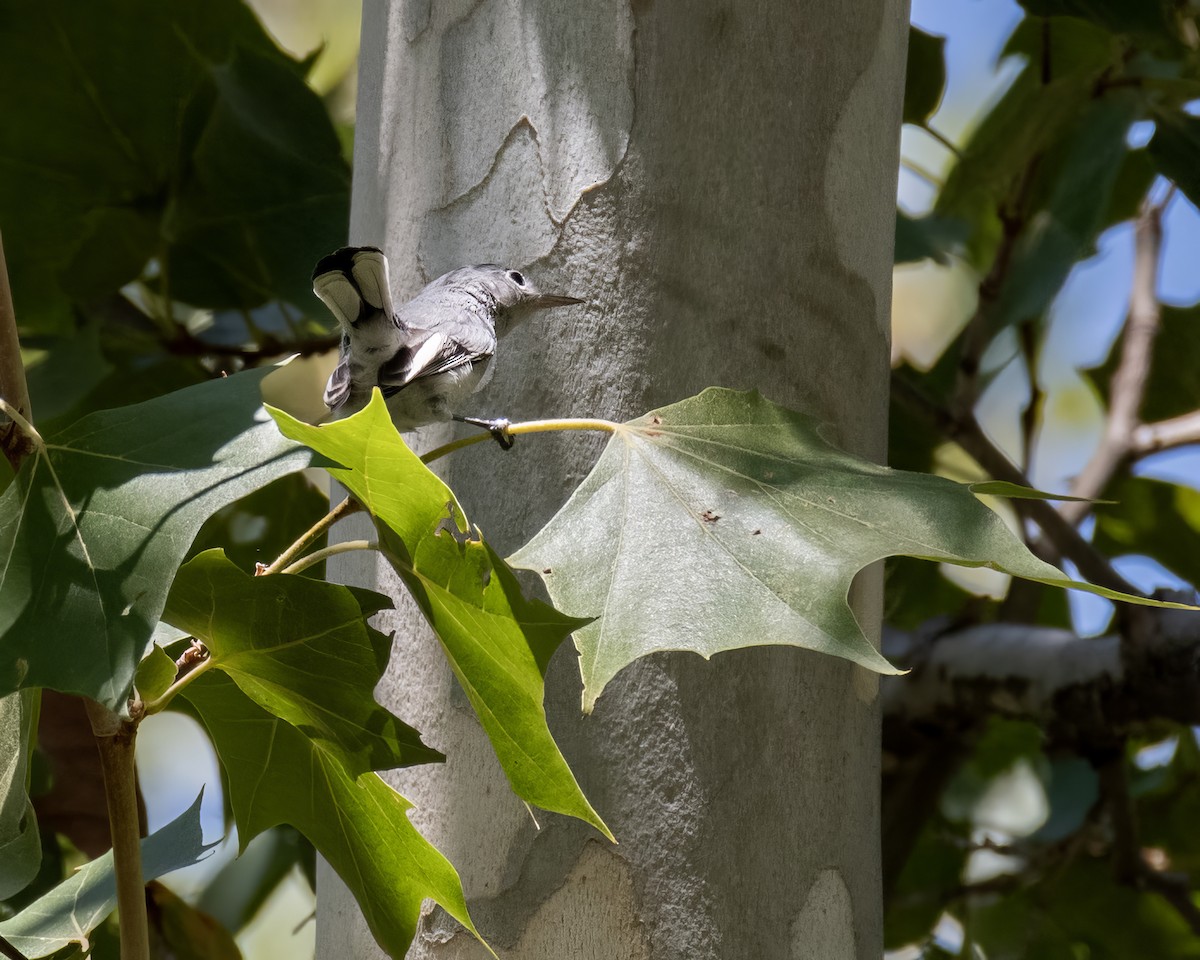 Blue-gray Gnatcatcher - ML640104052