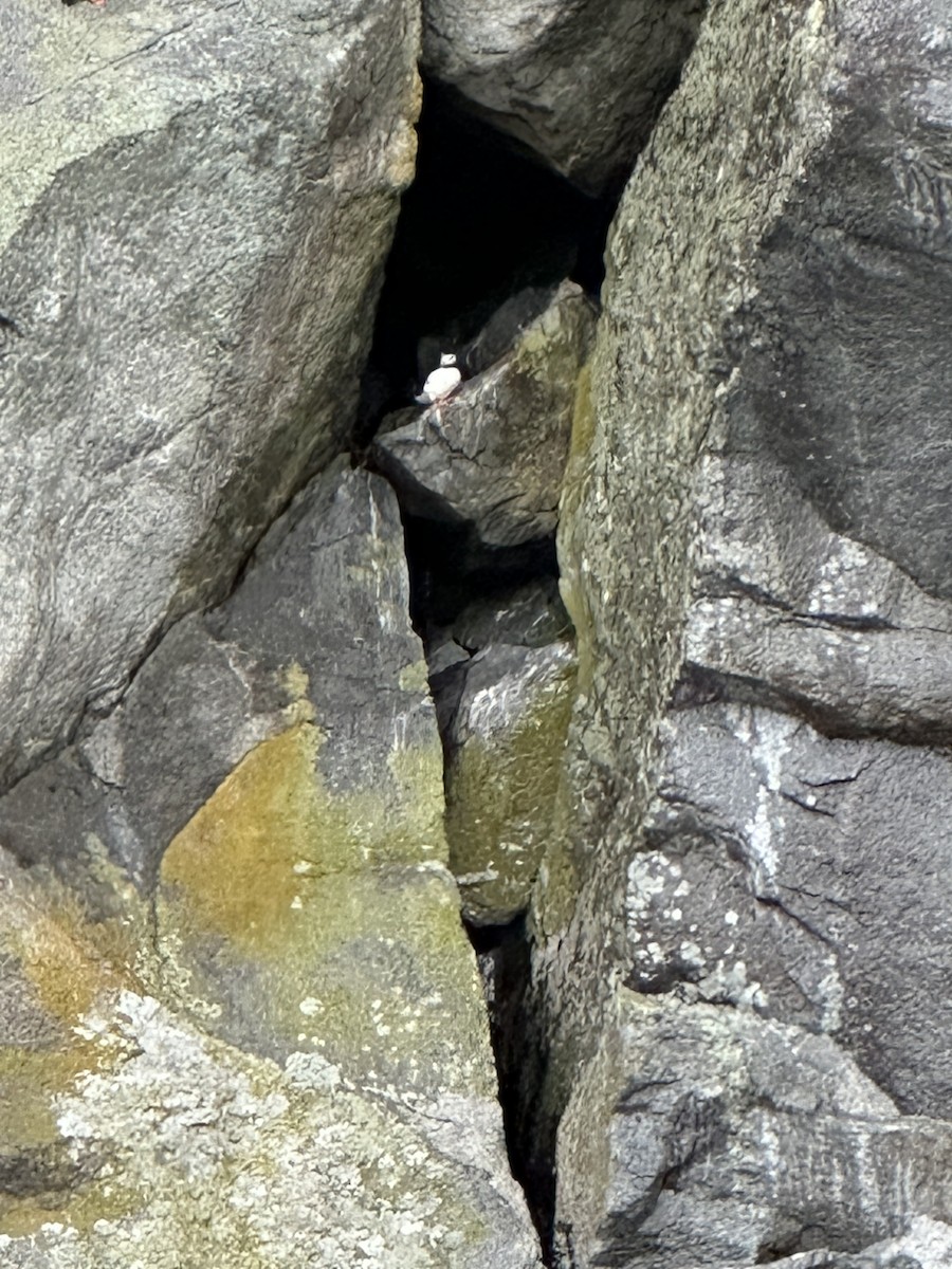 Horned Puffin - ML640104053