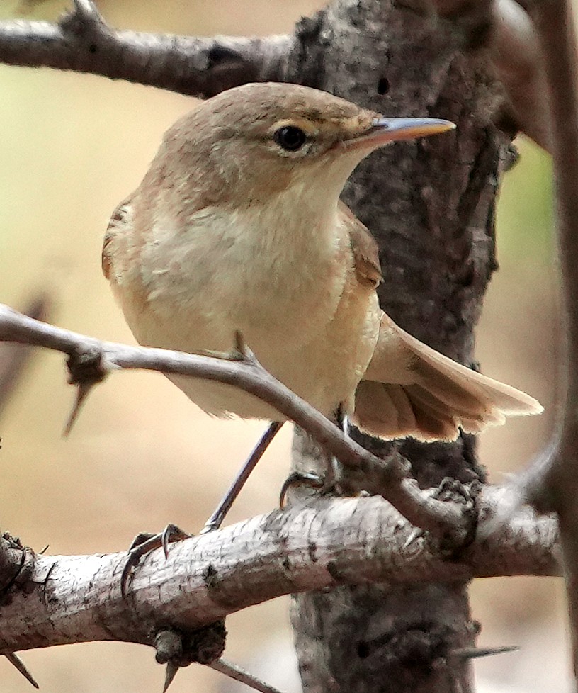 rákosník obecný [skupina baeticatus] - ML640104055