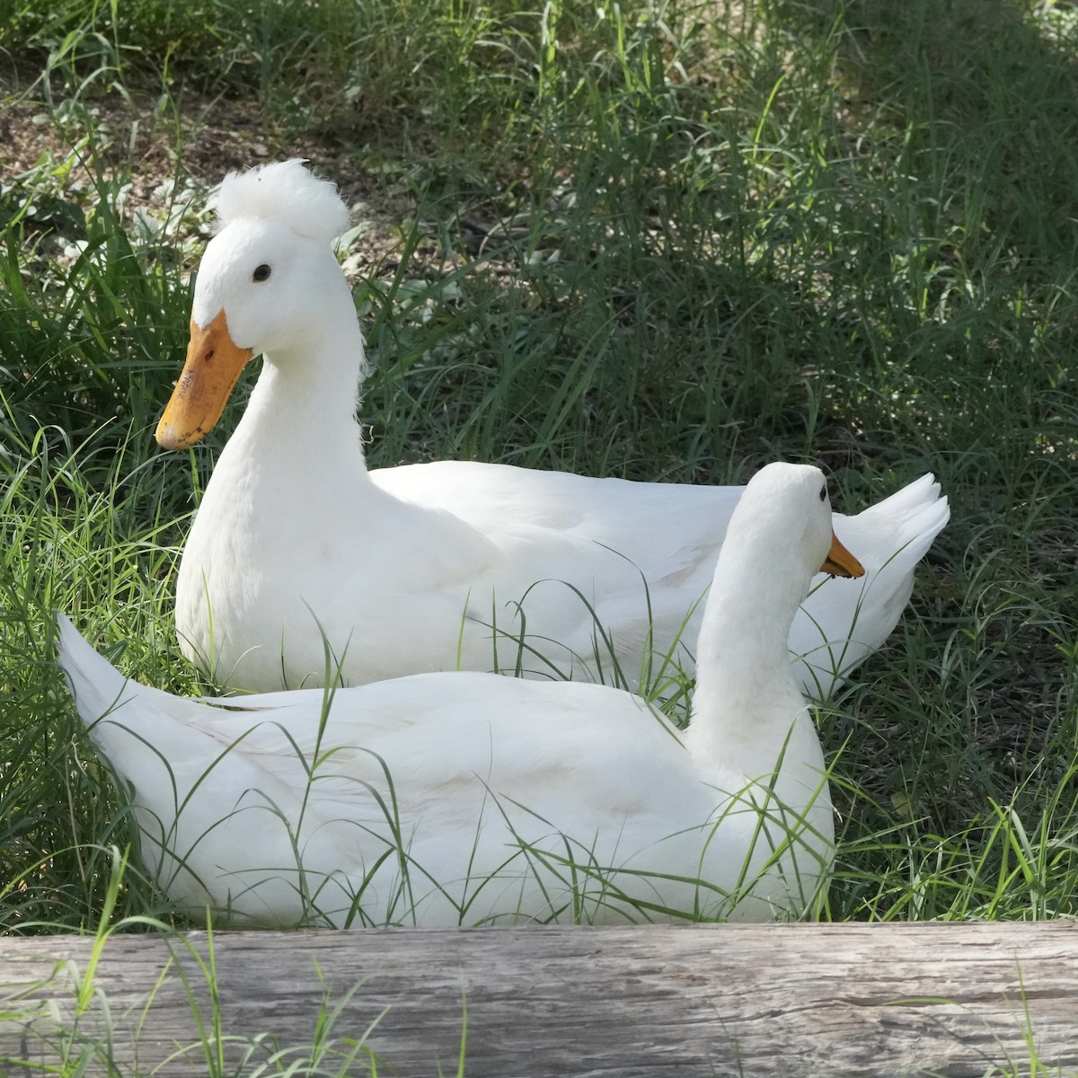 Mallard (Domestic type) - ML640104060