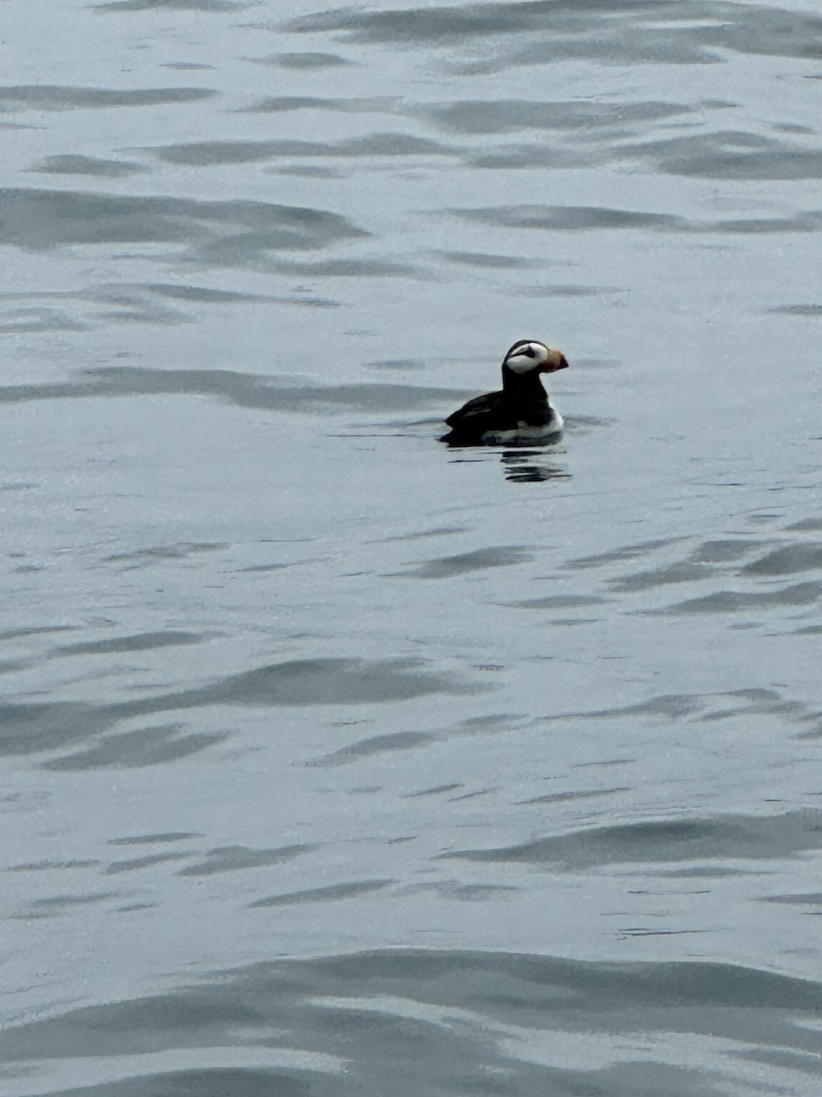 Horned Puffin - ML640104062