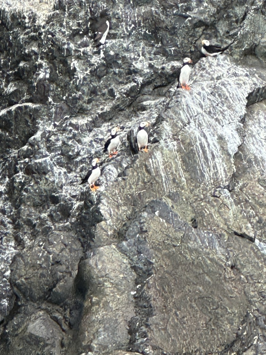 Horned Puffin - ML640104066