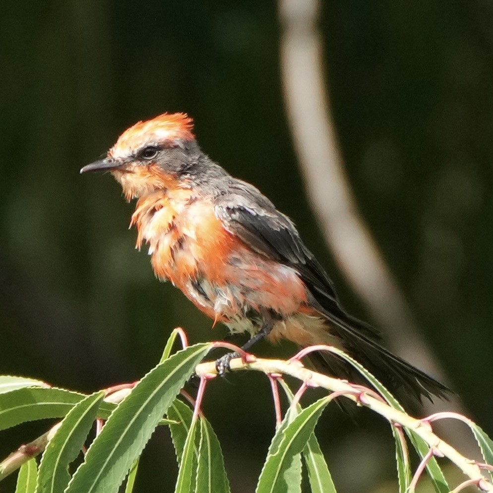 Vermilion Flycatcher - ML640104078
