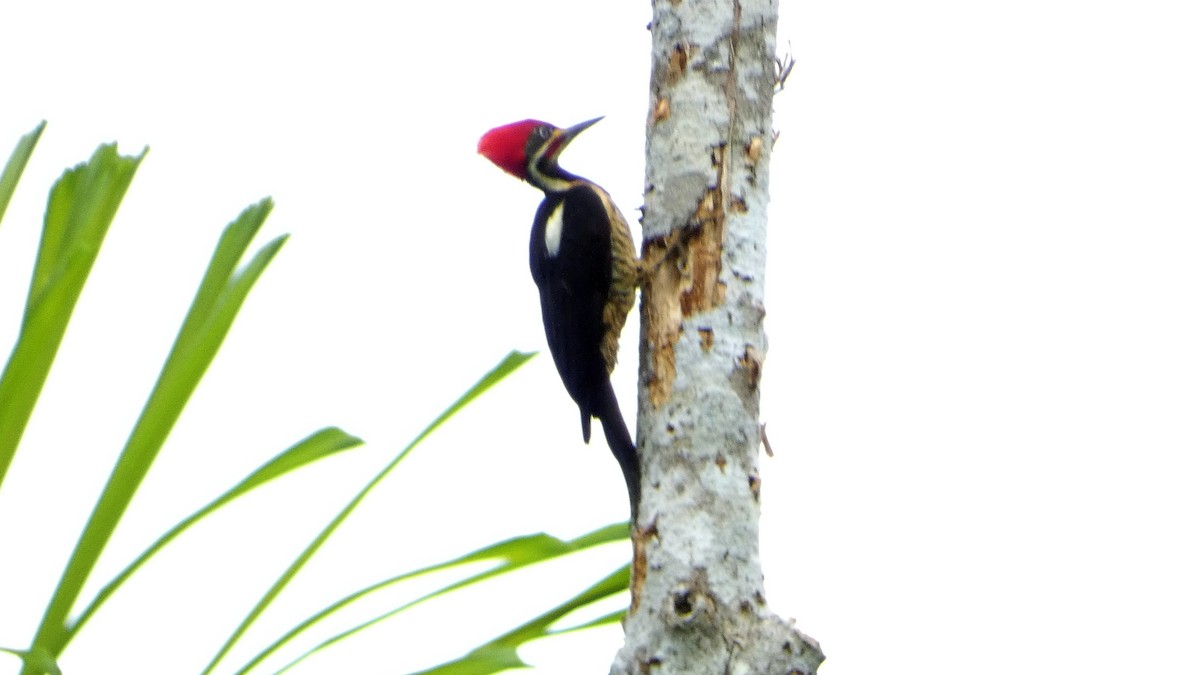 Lineated Woodpecker - ML640104086