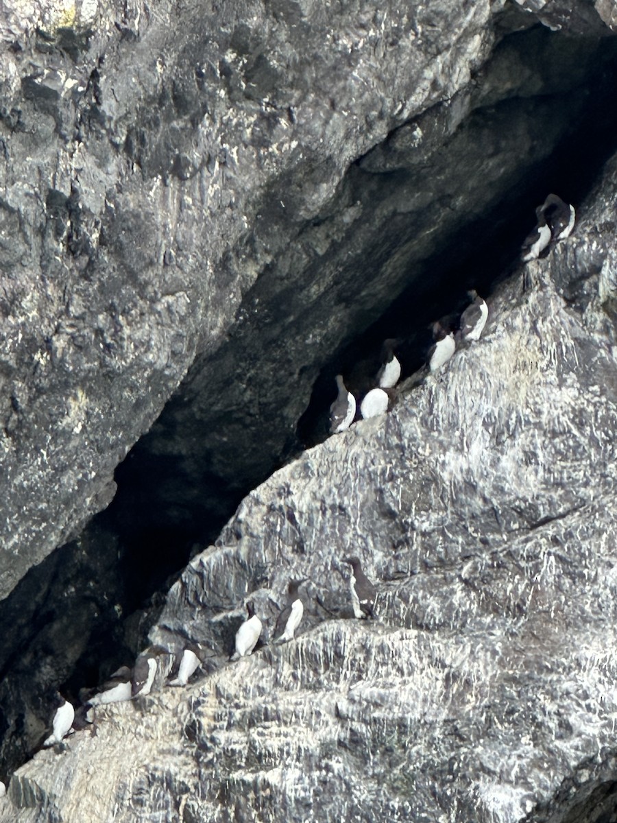 Common Murre - ML640104088