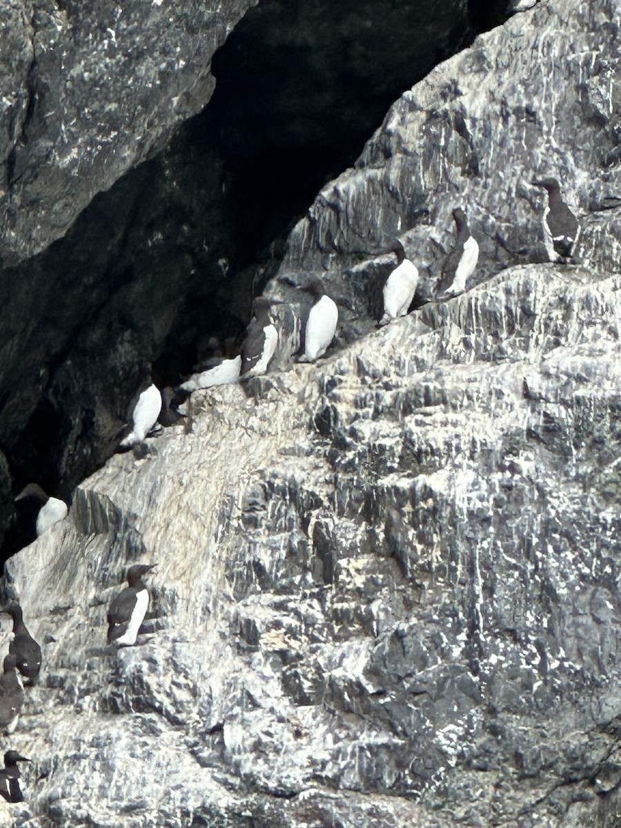 Common Murre - ML640104092