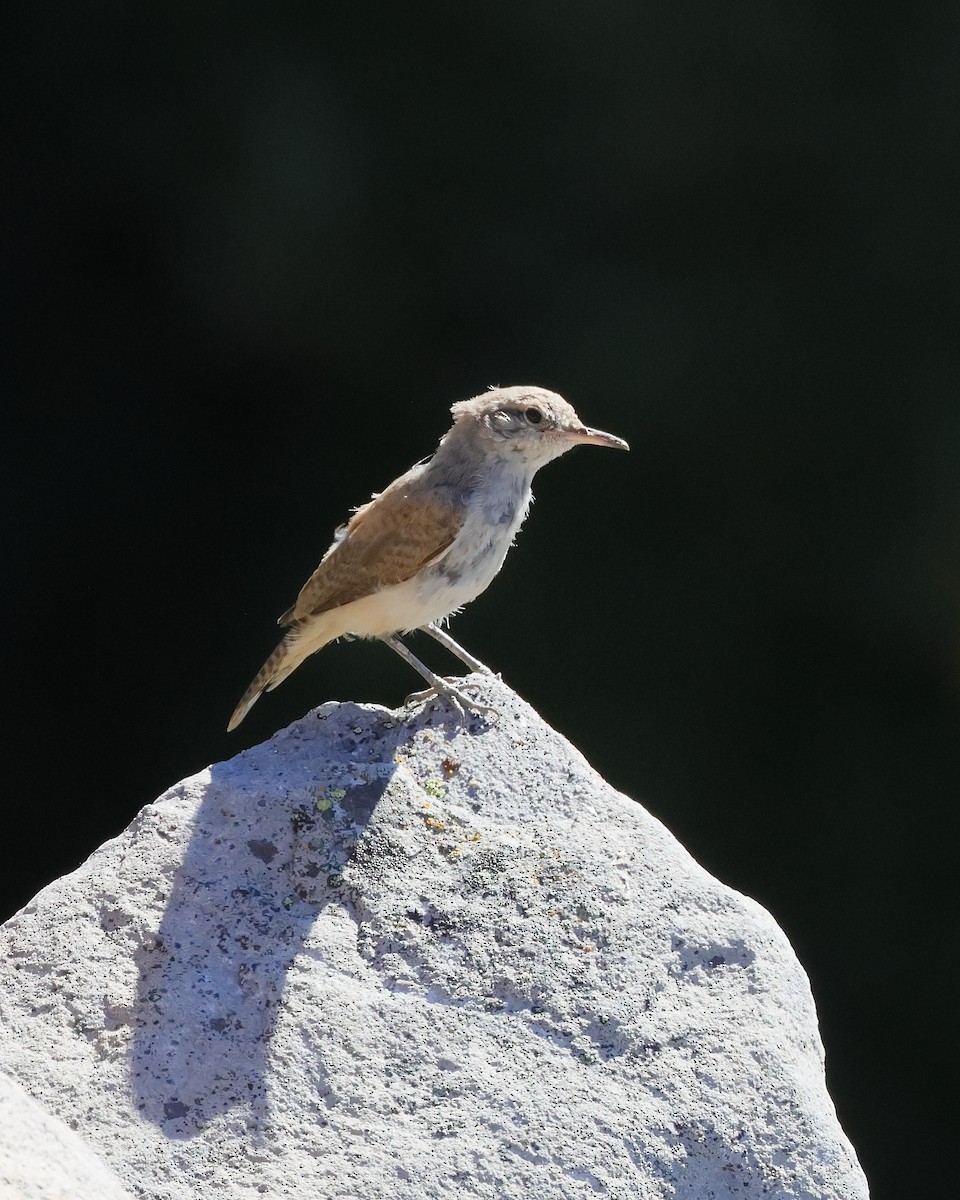 Rock Wren - ML640104138
