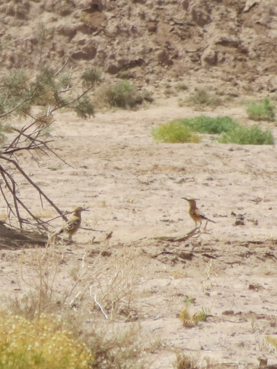 Iranian Ground-Jay - ML640104184