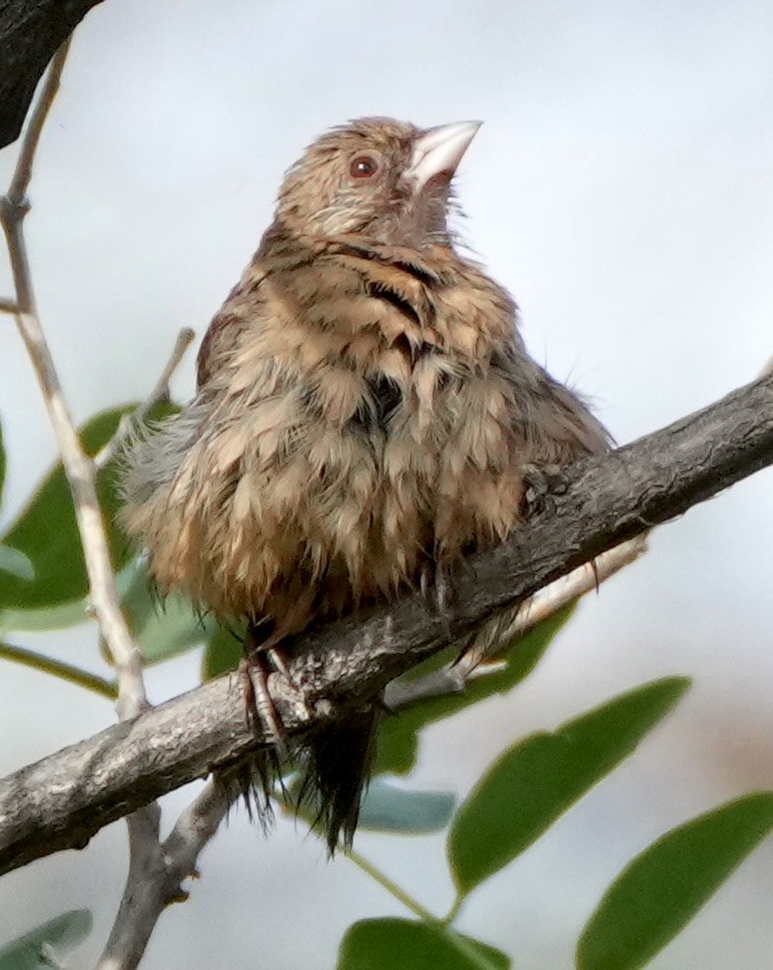 Abert's Towhee - ML640104354