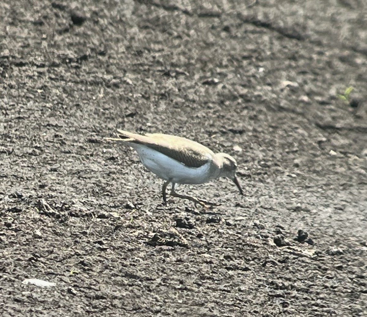 Spotted Sandpiper - ML640104381
