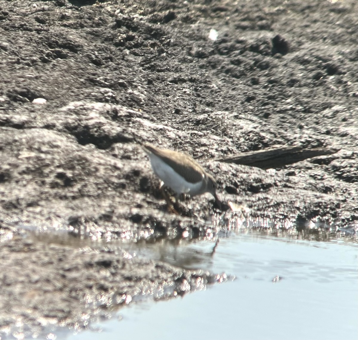 Spotted Sandpiper - ML640104382