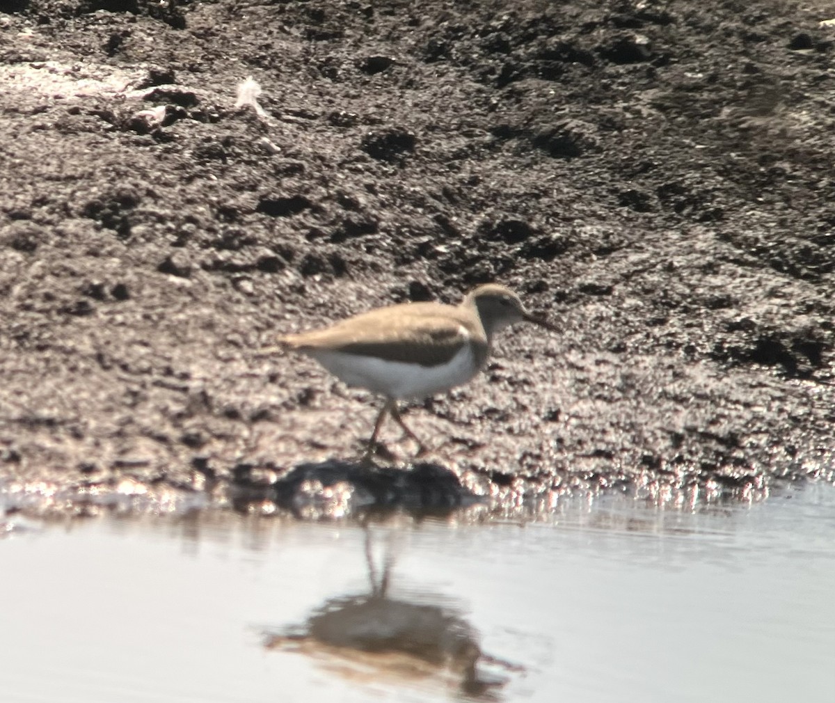 Spotted Sandpiper - ML640104383