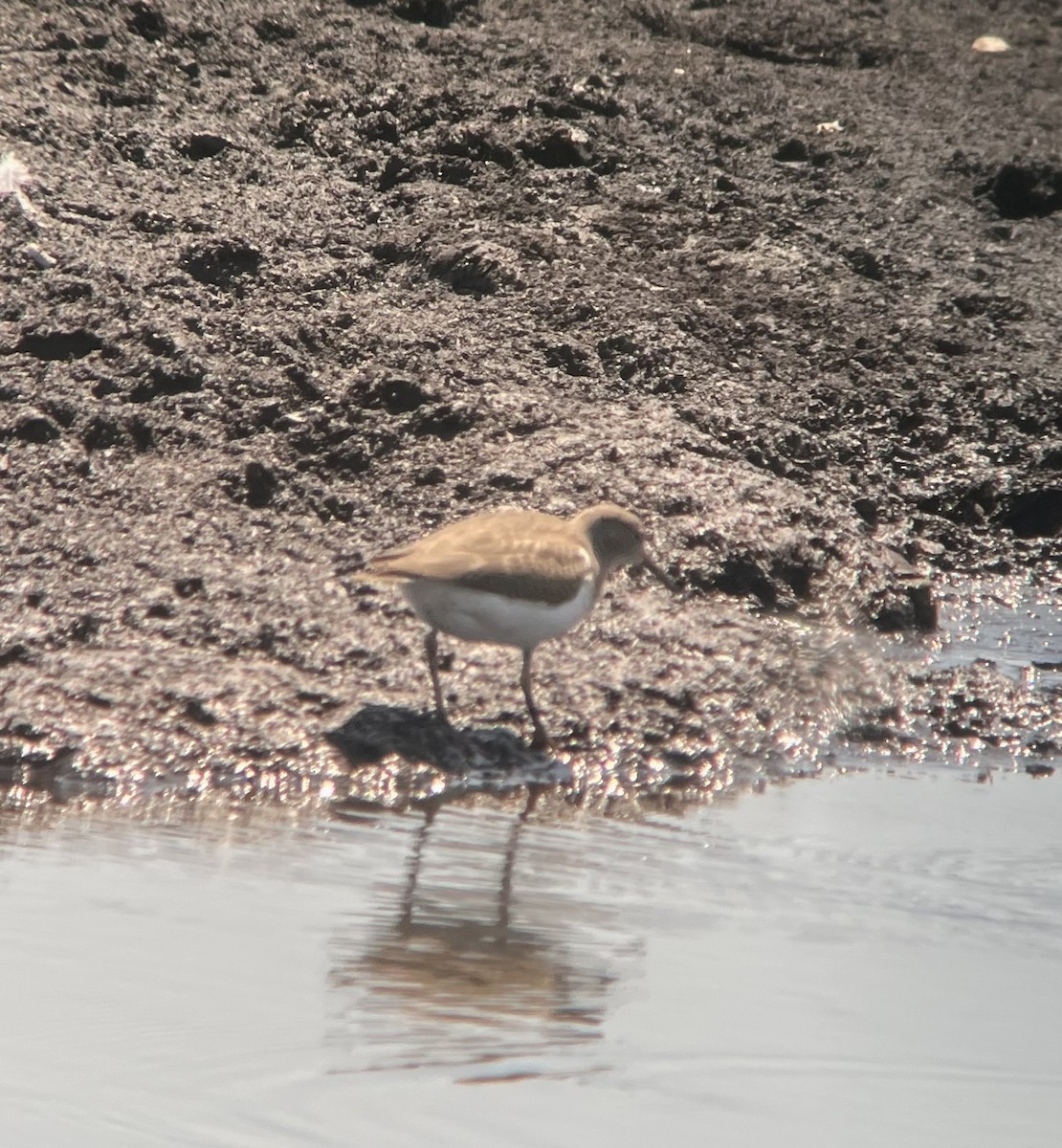 Spotted Sandpiper - ML640104384