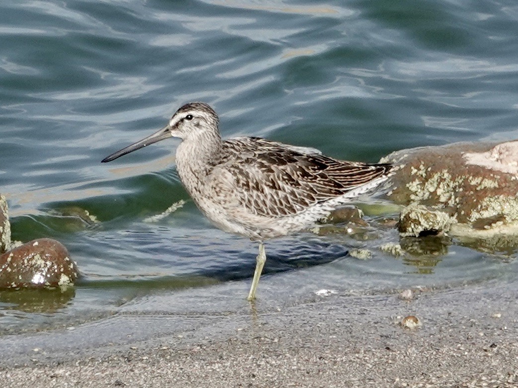 Short-billed Dowitcher - ML640104451