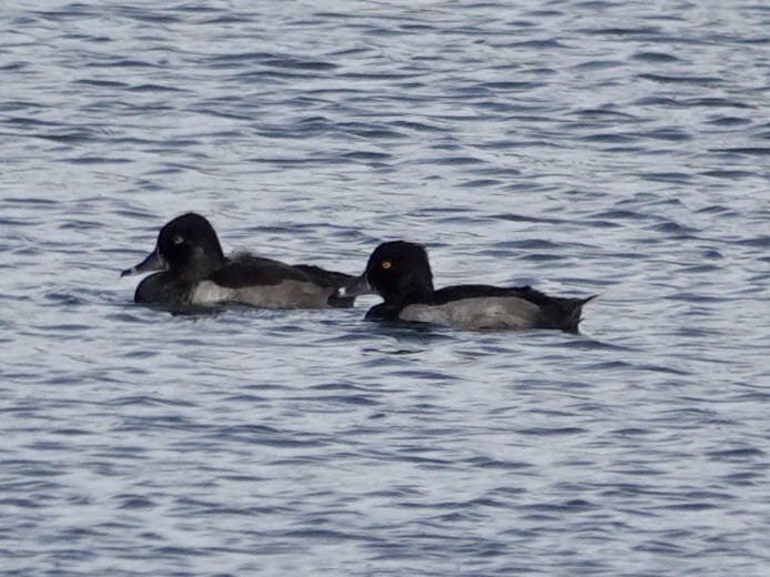 Ring-necked Duck - ML640104507