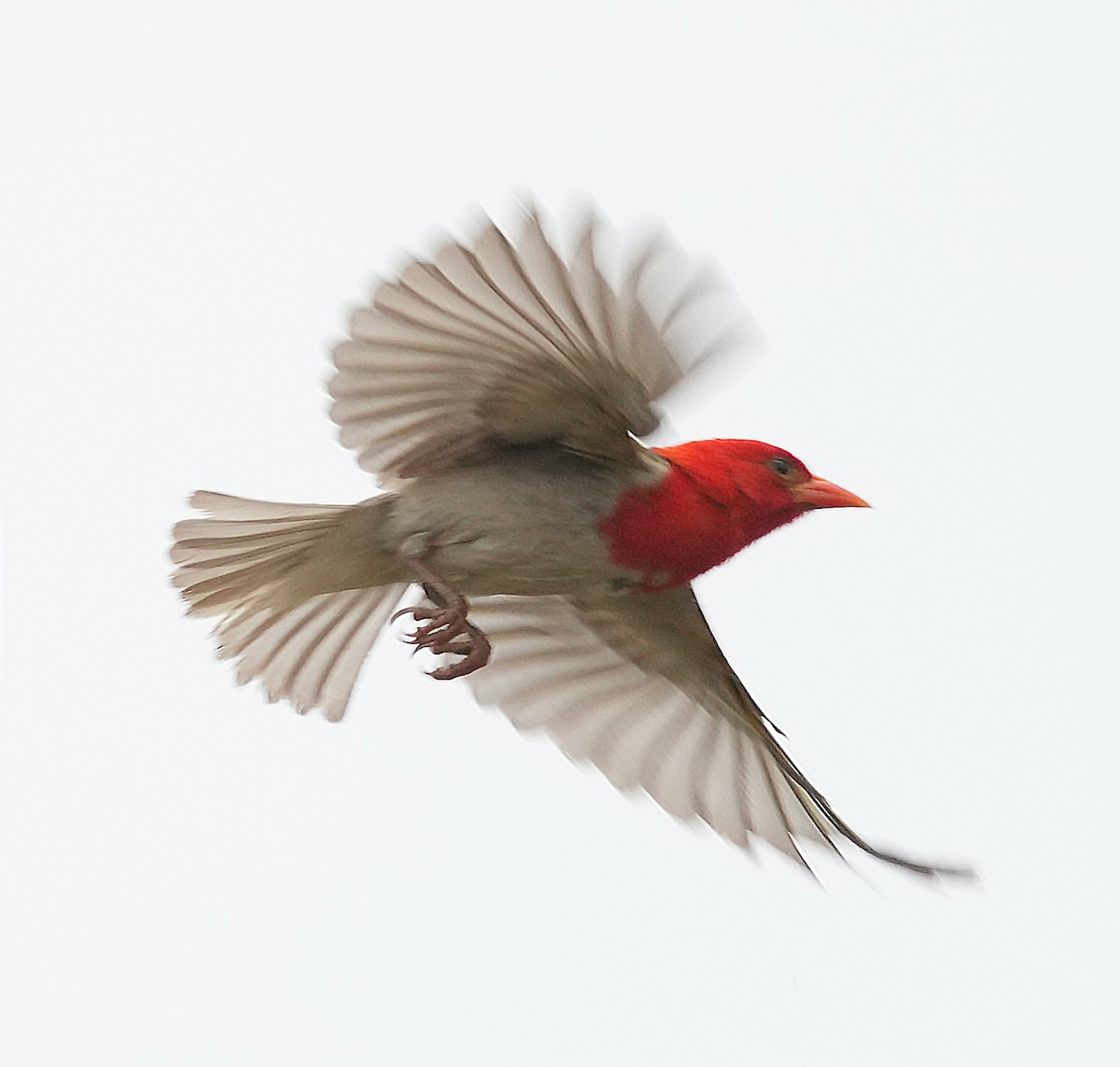 Red-headed Weaver (Southern) - ML640104543