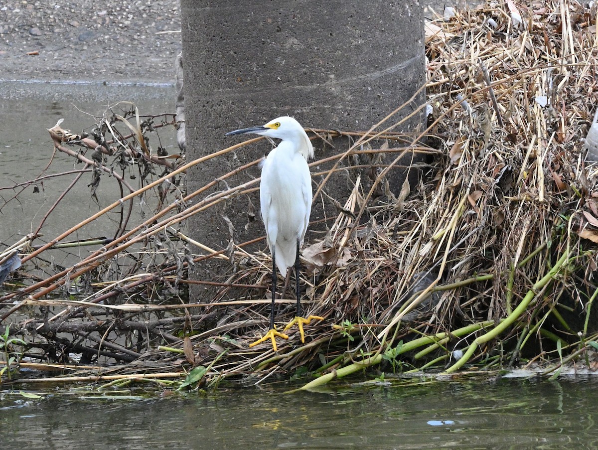 Snowy Egret - ML640104556