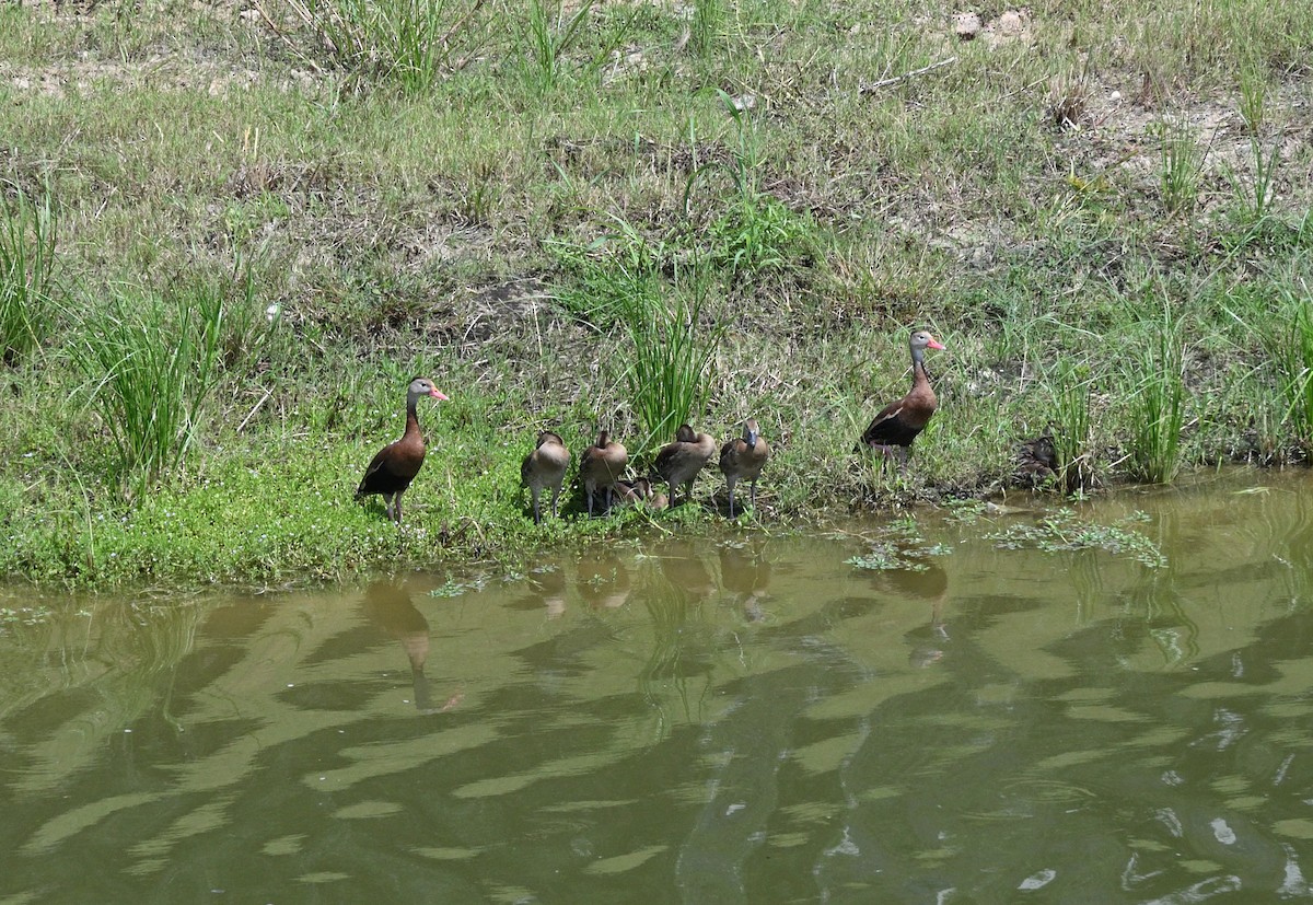 Black-bellied Whistling-Duck - ML640104563