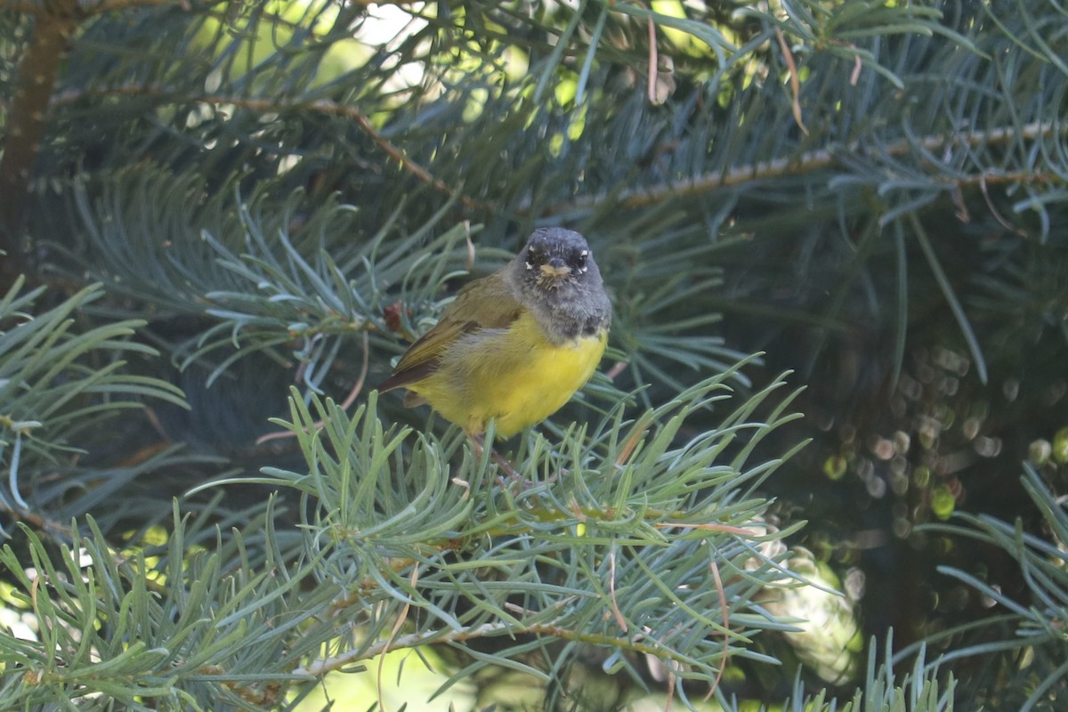 MacGillivray's Warbler - ML640104581