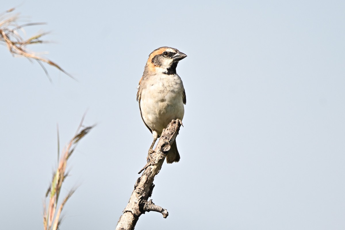 Shelley's Rufous Sparrow - ML640104636