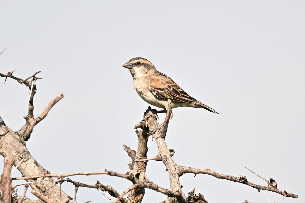 Shelley's Rufous Sparrow - ML640104672