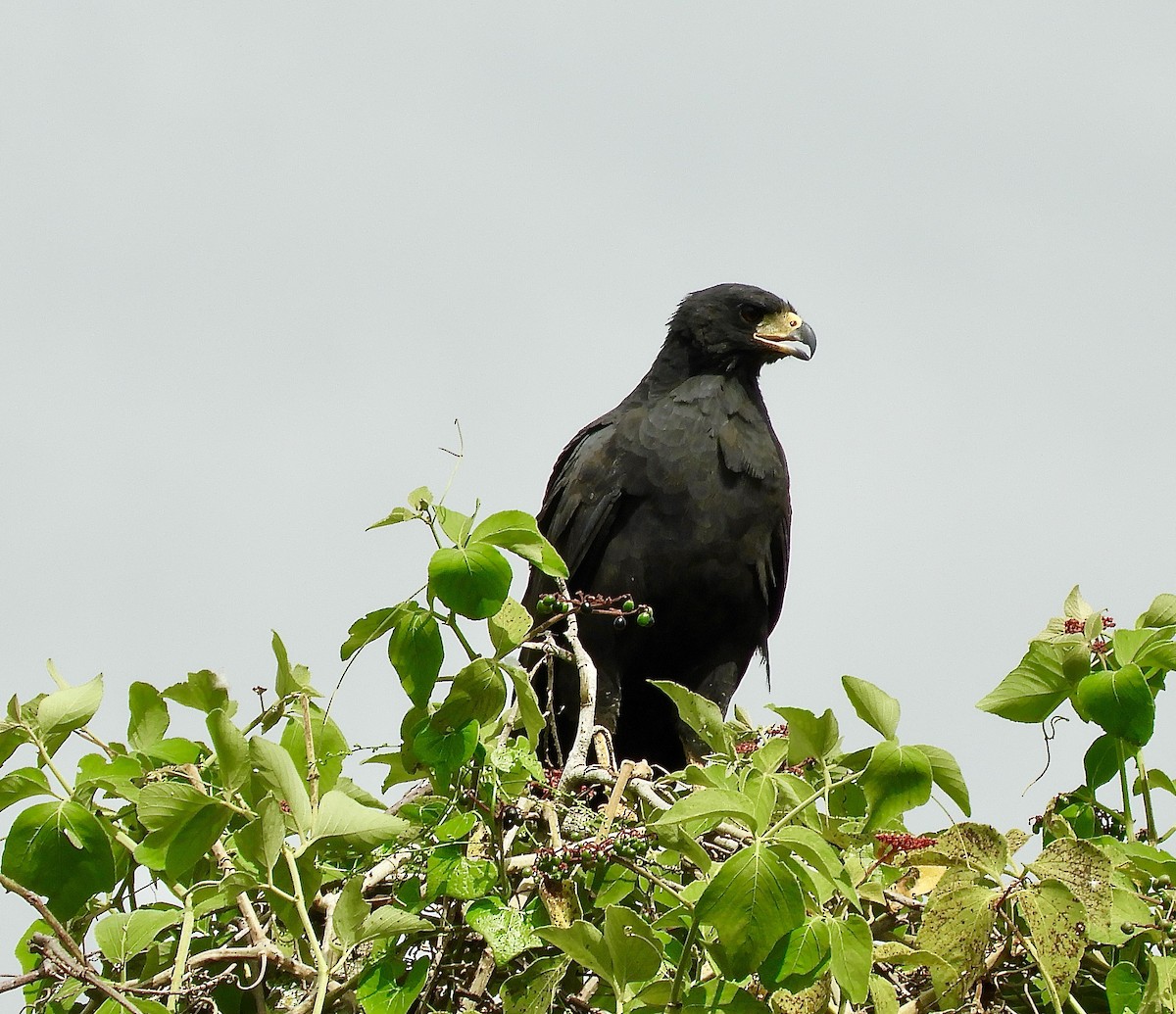 Great Black Hawk - ML640104673