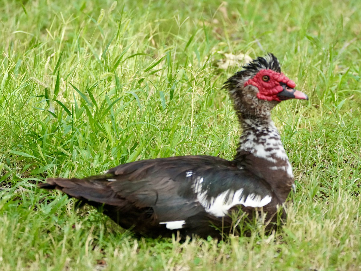 pižmovka americká (domestikovaná) - ML640104683