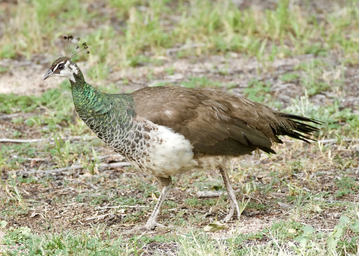 Indian Peafowl - ML640104702