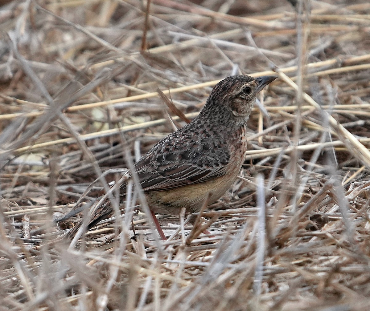Flappet Lark - ML640104717
