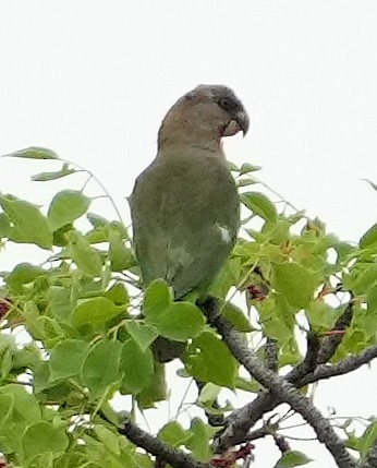Brown-headed Parrot - ML640104753
