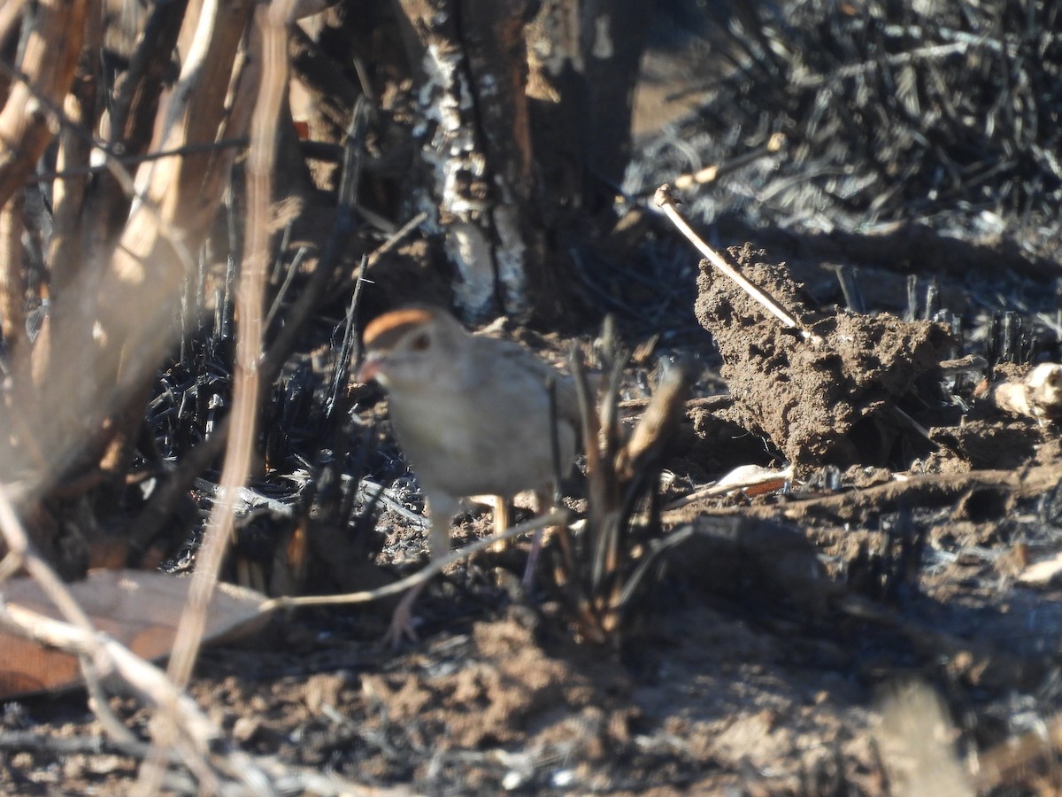 Piping Cisticola - ML640104807