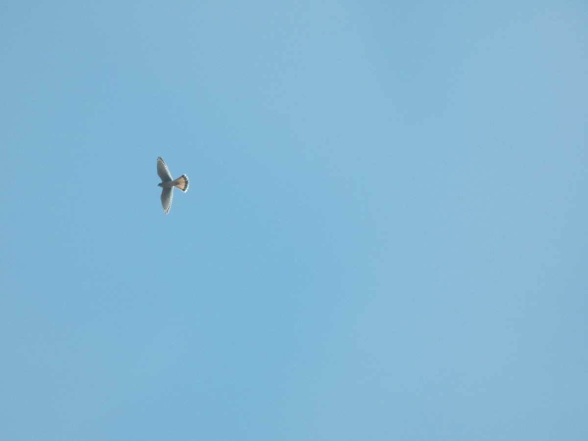 American Kestrel - ML640104828
