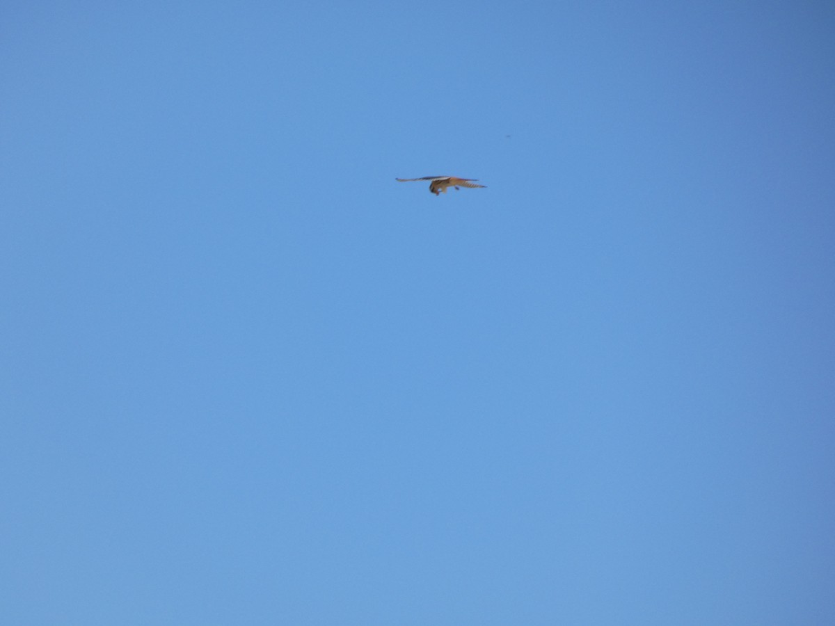 American Kestrel - ML640104829