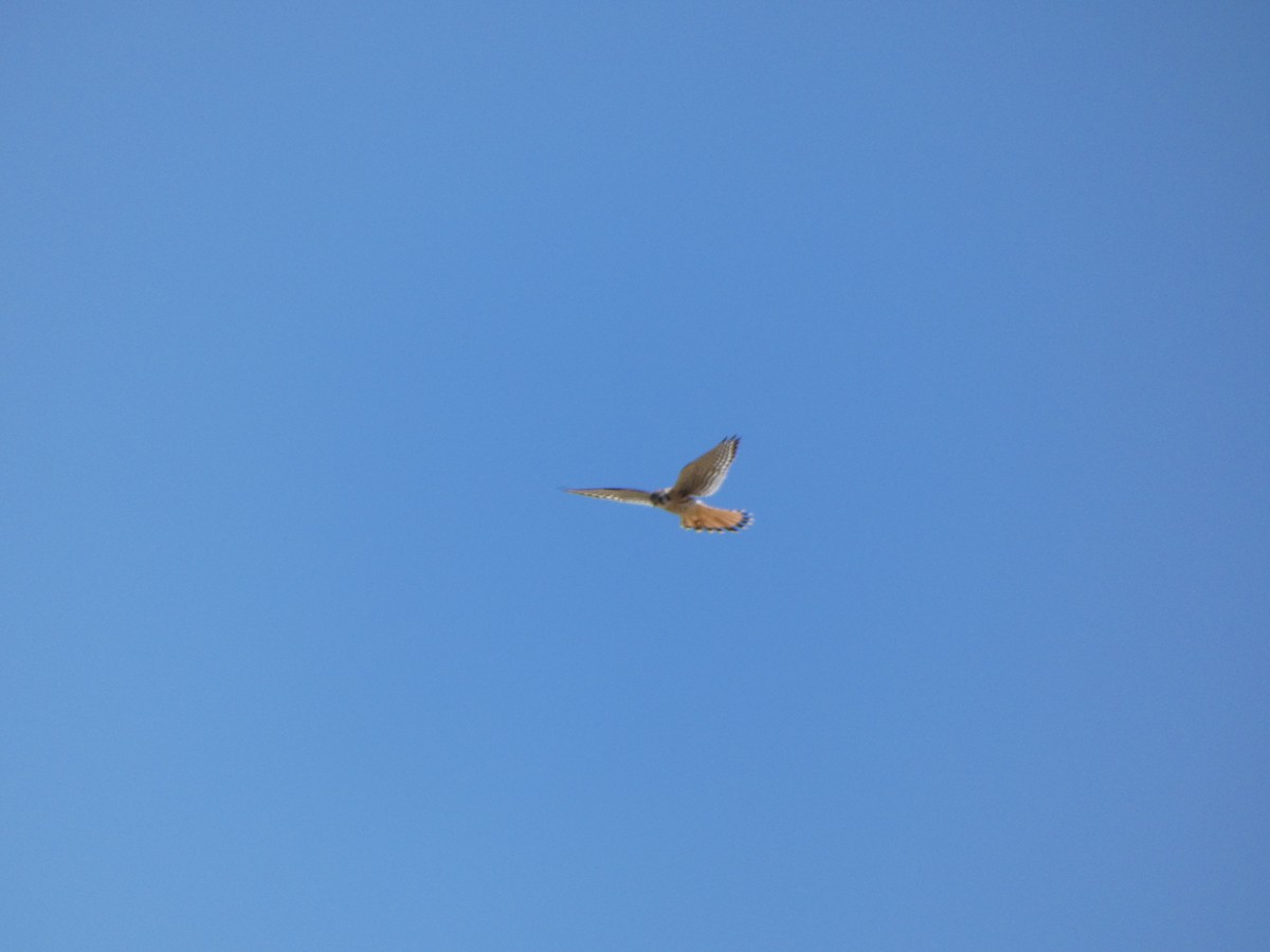 American Kestrel - ML640104833