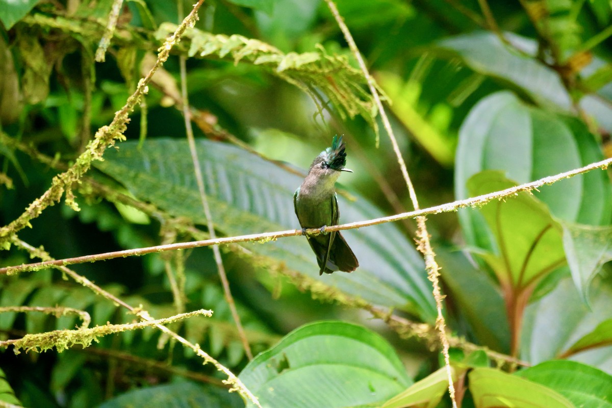 Antillean Crested Hummingbird - ML640104847