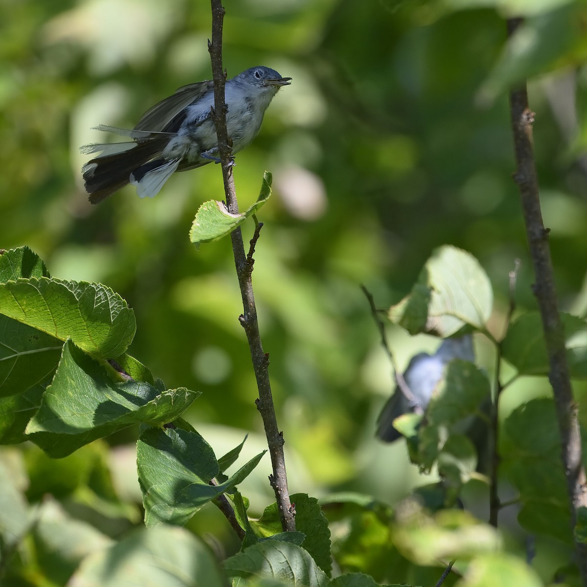 Blue-gray Gnatcatcher - ML640104942