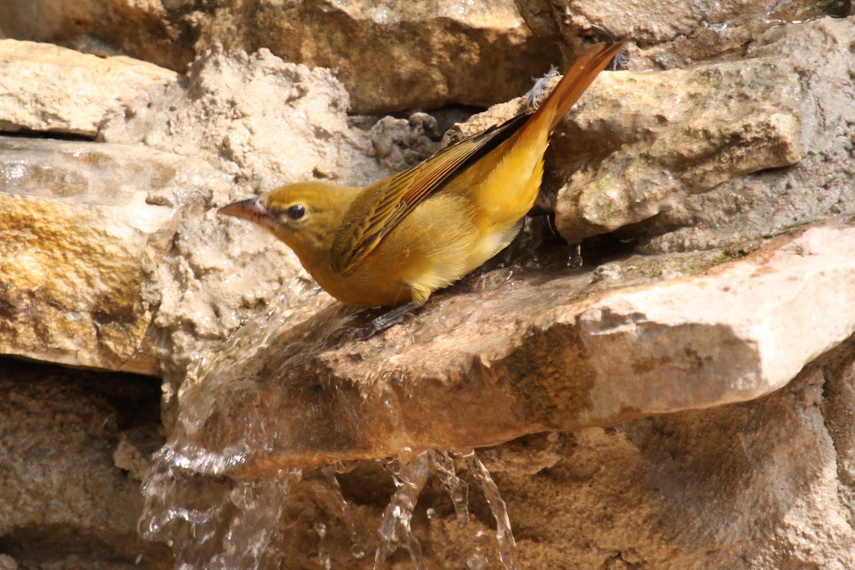 Summer Tanager - ML640104991