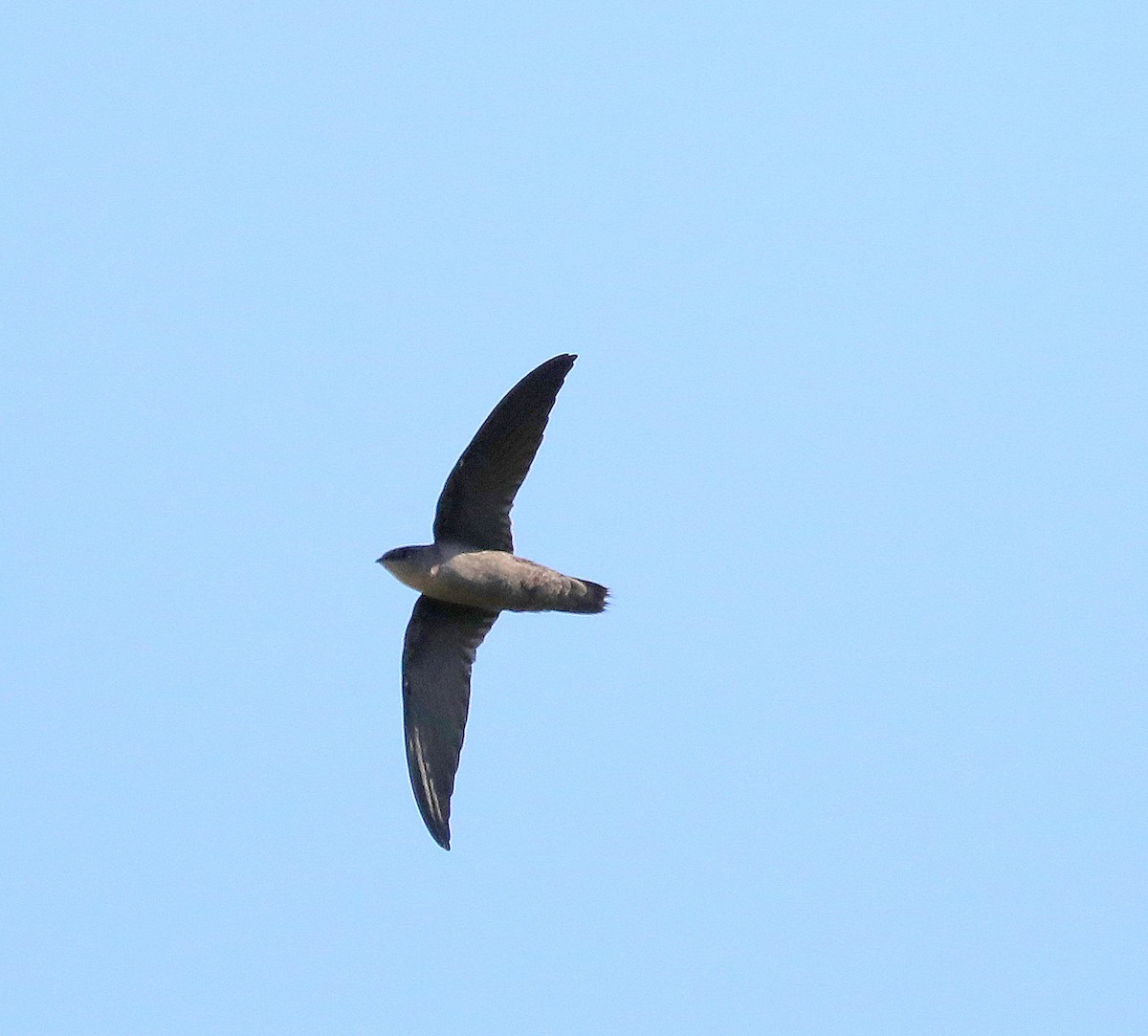 Chimney Swift - ML640105002