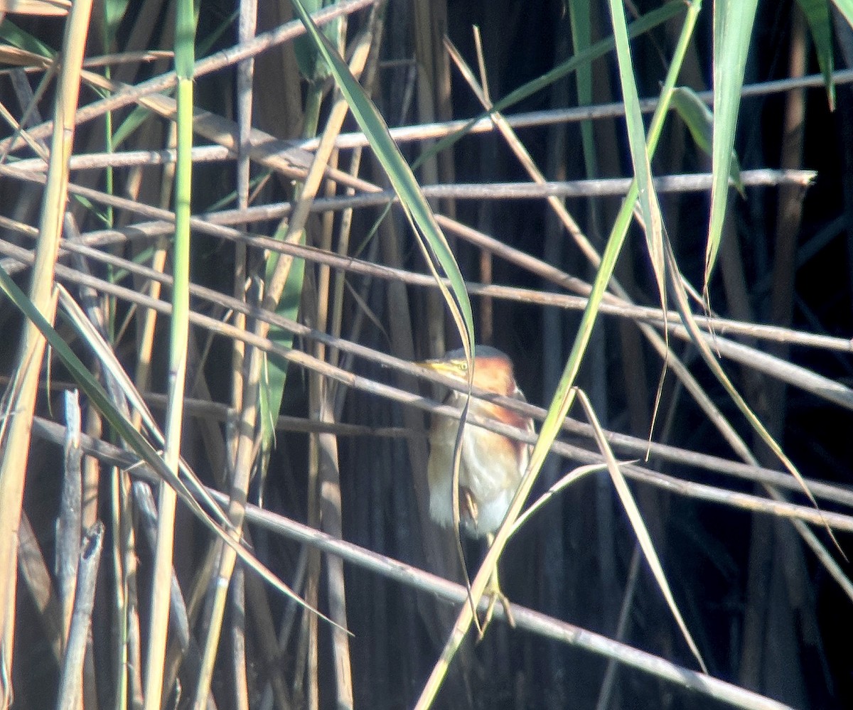 Least Bittern - ML640105014