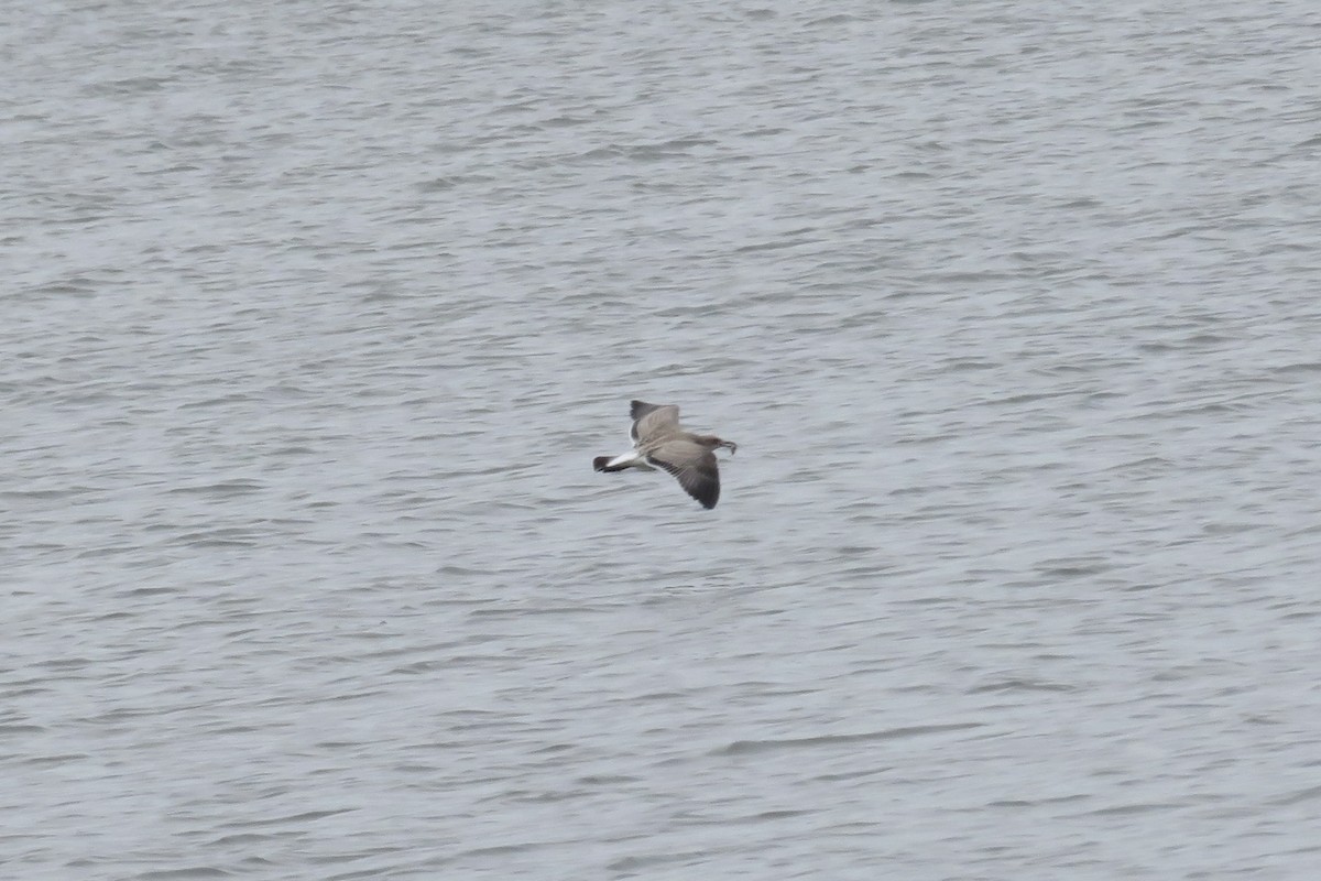 Laughing Gull - ML640105021