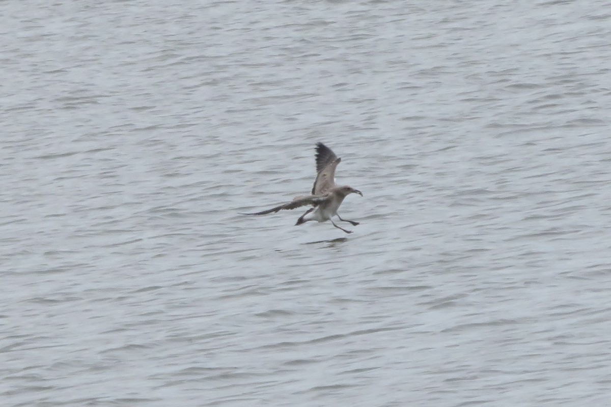 Laughing Gull - ML640105022