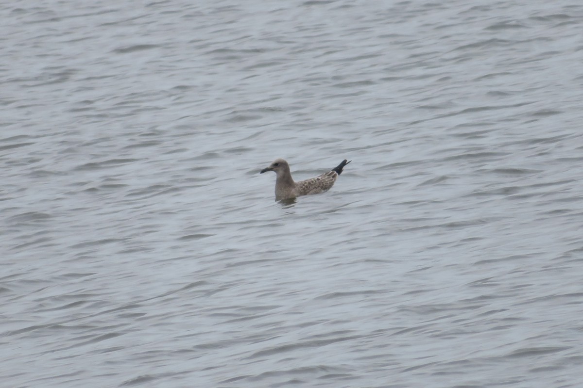 Laughing Gull - ML640105024