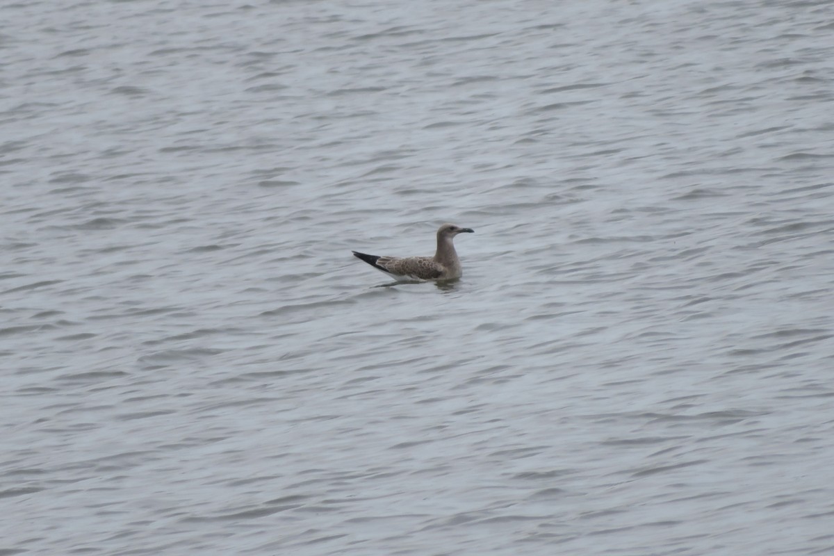 Laughing Gull - ML640105025