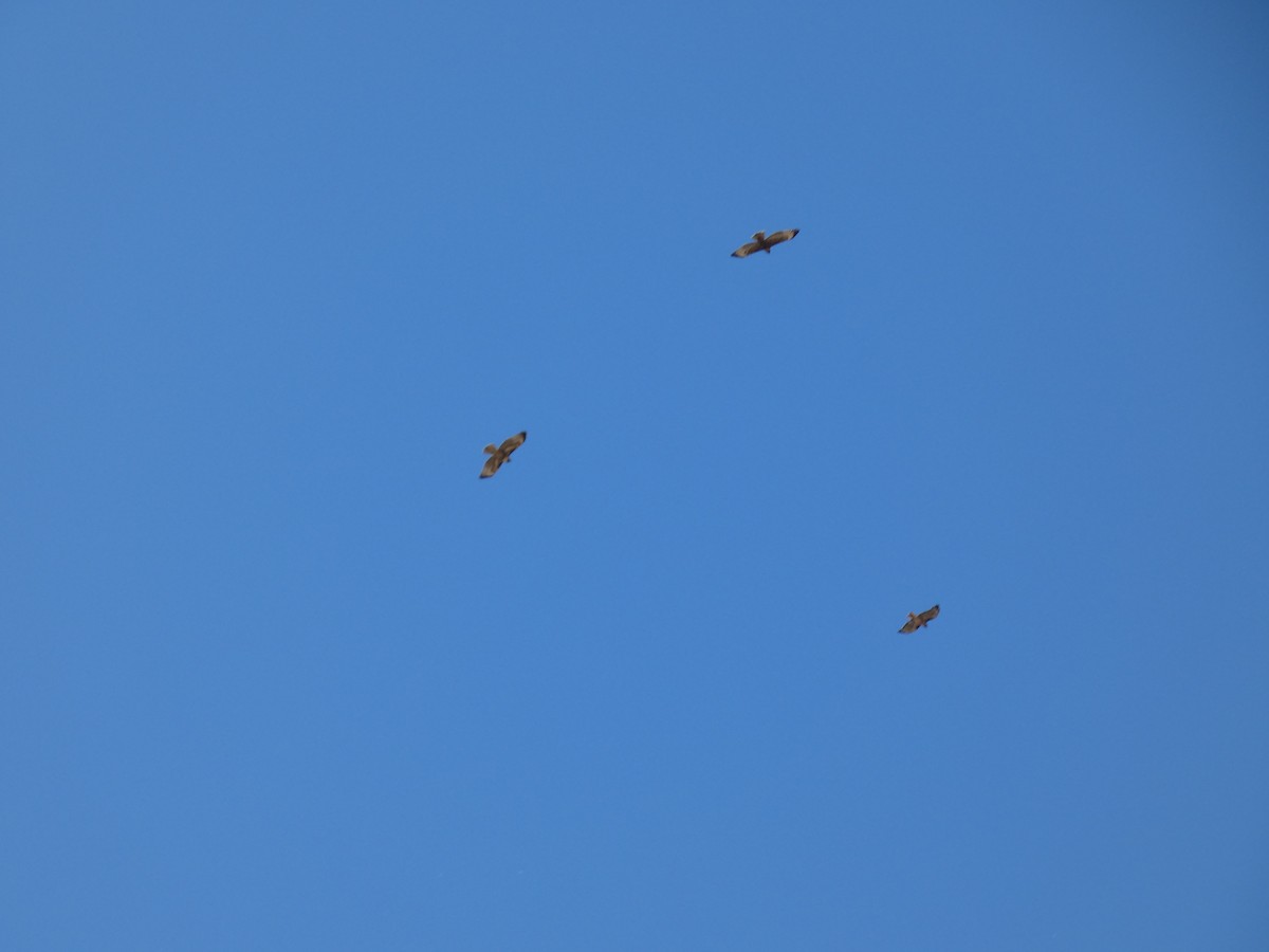 Red-tailed Hawk - ML640105038