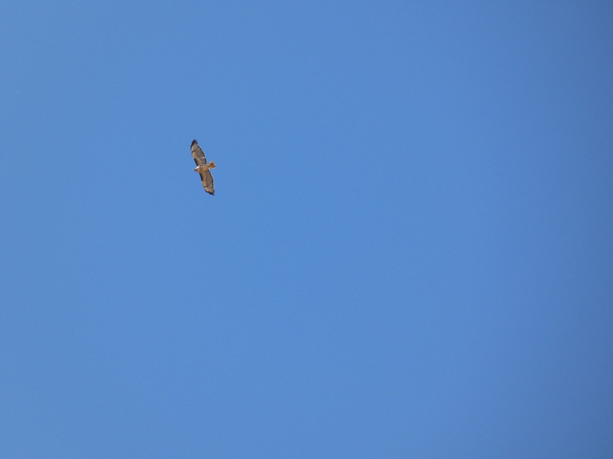 Red-tailed Hawk - ML640105040