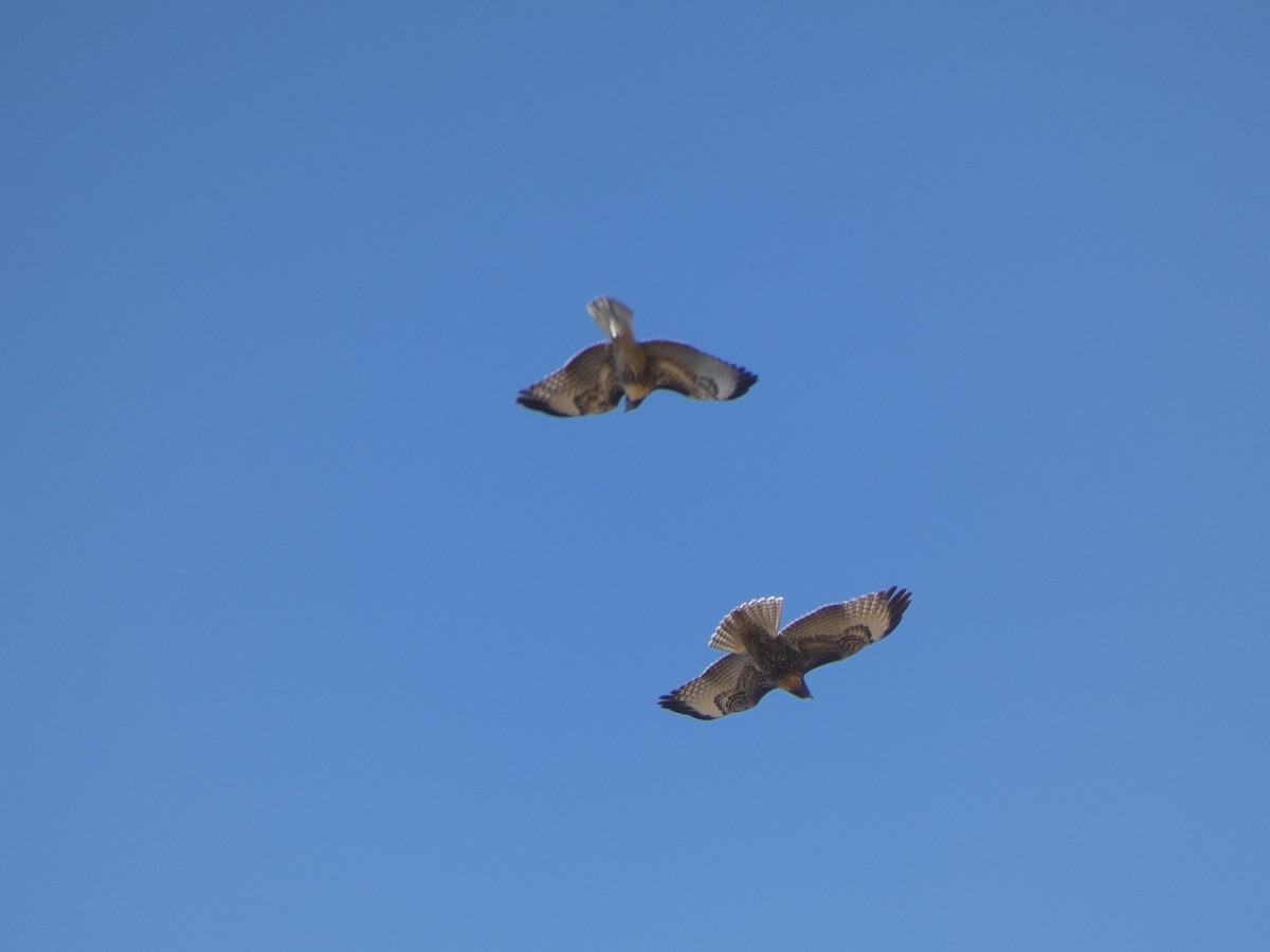 Red-tailed Hawk - ML640105042
