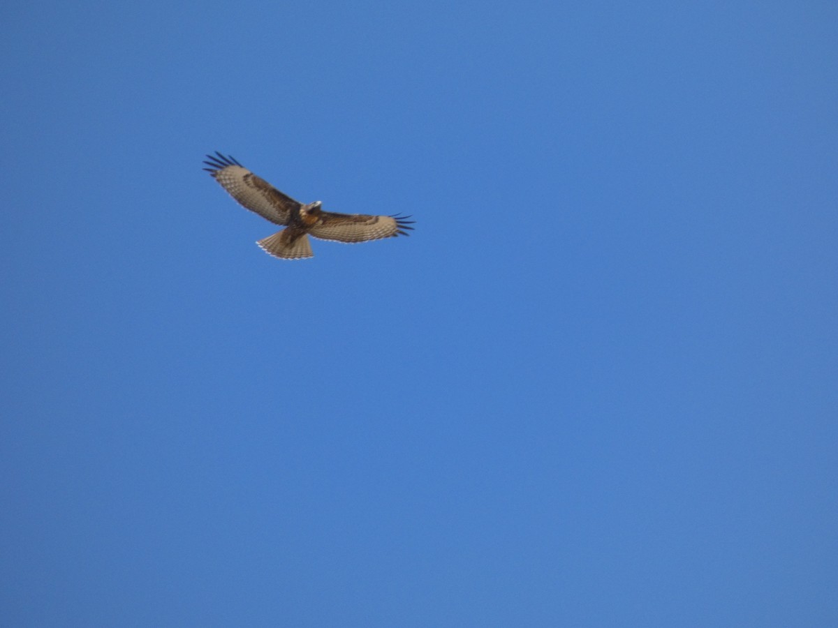 Red-tailed Hawk - ML640105043
